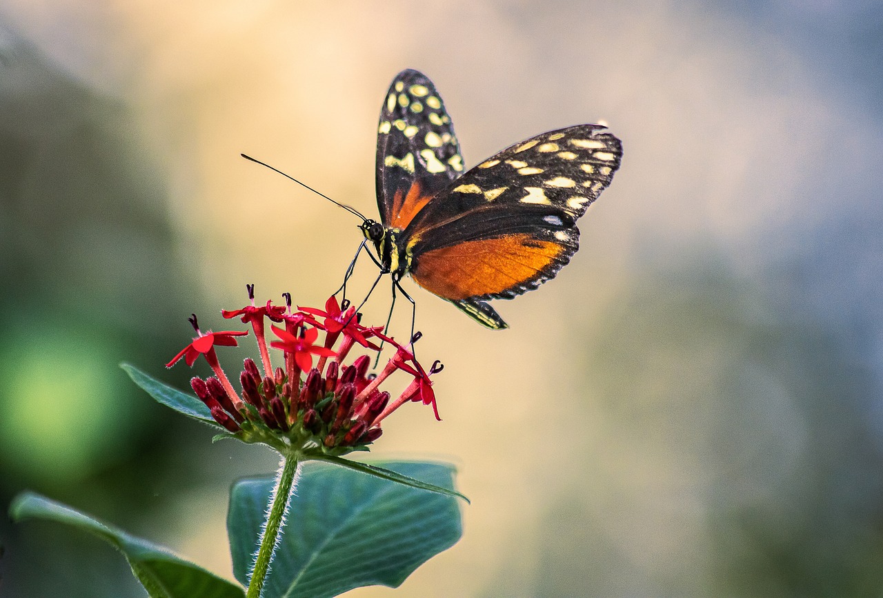 How Eating Insects Could Help the Environment